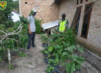 Manfaatkan Lahan Seputar Rumah Untuk Tanaman Sayur, Kata Babinsa Koramil 426-03 Rawajitu.