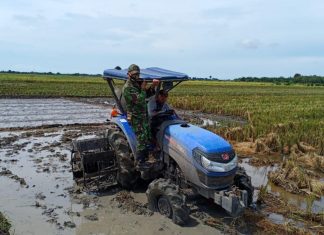 Babinsa Koramil 426-03 Rawajitu Pendampingan Pertanian