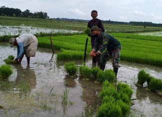 Wujudkan Swasembada Pangan Babinsa Koramil 426-01 Mesiji Pendampingan Pertanian di Sidang Iso Mukti