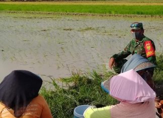 Sertu Lilik Pendampingan Pertanian Percepatan Tanam Musim Gadu di Desa Sidang Bandar Anom.