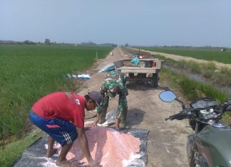 Babinsa Pendampingan Pertanian Pupuk Padi Musim Gadu di Kampung Karya Jitu Mukti