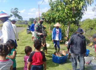 Babinsa Sertu Heri Bantu Warga Panen Udang di Bumi Depasena Utama