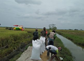 Babinsa Koramil Rawajitu Dampingi Petani Panen Padi