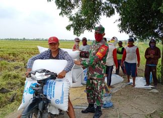 Babinsa Koramil Rawajitu, Melaksanakan Pendampingan Petani Dalam Kegiatan Panen Gadu
