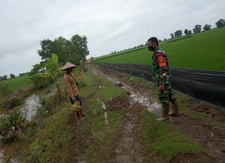 Babinsa Koramil Rawajitu Bersama Warga Basmi Hama Tikus