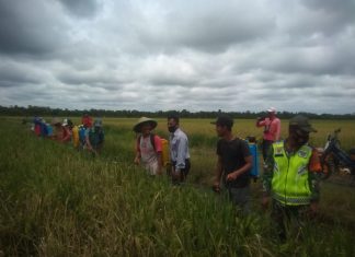 Babinsa Menggala Bersinergi Basmi Hama Wereng di Kampung Aji Mesir.