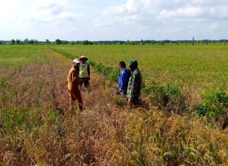Babinsa Koramil Rawajitu Lakukan Pendampingan Pertanian