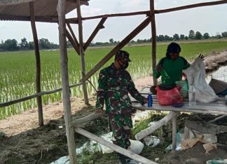 Sertu Asti Dampingi Petani Berantas Hama