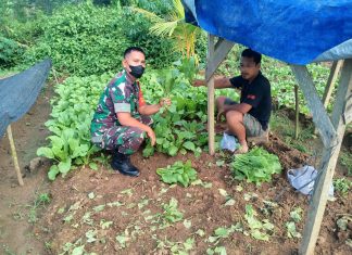 Babinsa Koramil 426-03 Rawajitu Mengajak Masyarakat Memanfaatkan Lahan Kosong