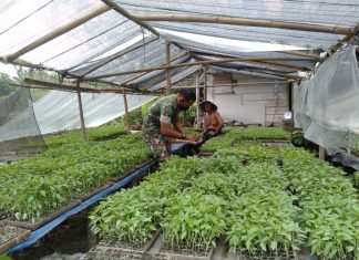 Serda Suranto Berikan Pendampingan Kepada Petani Cabai Agar Mendapatkan Hasil Maksimal