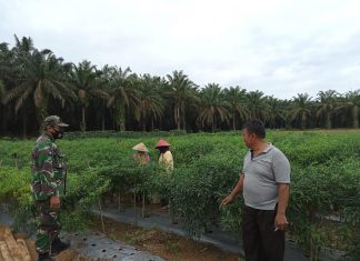Serka Susilo Berikan Pendampingan Kepada Petani Cabai Agar Dapat Hasil Yang Maksimal