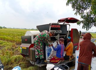 Keperdulian Sertu Rapinel Terhadap Petani,Selalu Dampingi Saat Panen