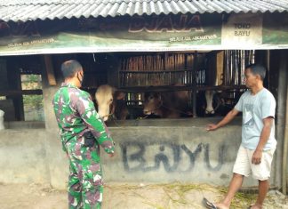 Sambil Melaksanakan Komsos,Serda Widiyanto Beri Motivasi dan Arahan Peternak Sapi Lemosin