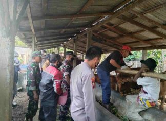 Danramil 426-02/Menggala, Pantau Langsung Vaksinasi Hewan Ternak Cegah PMK