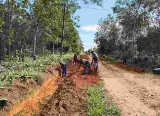 Jalin Kebersamaan, Babinsa Koramil 426-01/SP Bantu Warga Bersihkan Parit dan Bahu Jalan