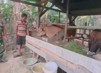 Babinsa Koramil 426-04/BA, Serka Susilo Cek Hewan Ternak Antisipasi Wabah PMK