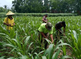 Sukseskan Ketahan Pangan Nasional, Anggota Koramil 426-04/BA Rawat Tanaman Jagung