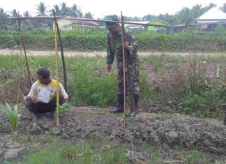 Dukung Ketahanan Pangan, Sertu Maisi Bantu Warga Menanam Sayuran