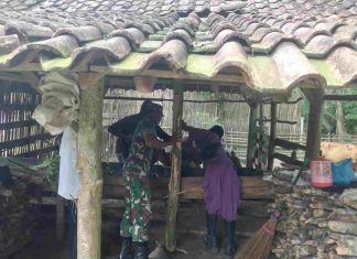 Bebinsa Koramil 426-04/BA, Dampingi Kesehatan Hewan Melakukan Vaksin PMK