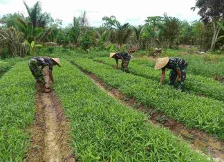 Mamfaatkan lahan kosong, Anggota Koramil 426-01/SP Wujudkan Program Ketahanan Pangan