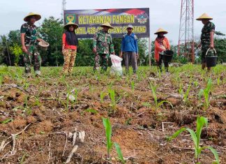 Dukung Ketahanan Pangan, Kodim 0426 Tuba Melalui Koramil 426-01/SP Lakukan Perawatan Tanaman Jagung