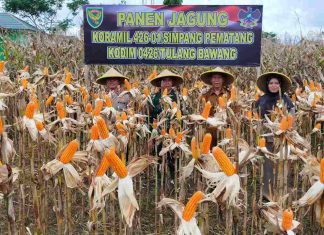 Panen Jagung, Koramil 426-01 Sukseskan Program Kasad