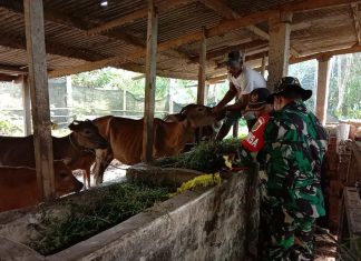 Cegah PMK, Serda J. Panani Dampingi Petugas Laksanakan Vaksinasi Hewan Ternak