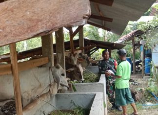 Babinsa Koramil 426-01 Simpang Pematang Cek Hewan Ternak Warga Antisipasi Wabah PMK