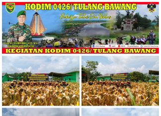 Komandan Kodim 0426 Tulang Bawang Di Dampingi Danramil 426-01 Simpang Pematang Kembali Lakukan Panen Jagung Untuk Kesekian Kalinya