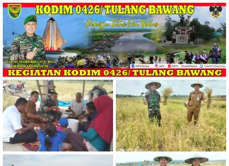 Sertu Kamsudin Babinsa Koramil 426-05 Penawar Aji Terjun Langsung Bantu Warga Wujudkan Ketahanan Pangan, Bantu Panen Padi
