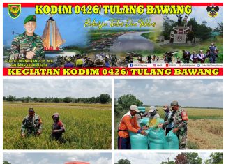 Dukung Tingkatkan Ketahanan Pangan, Babinsa Turun Ke Sawah Bantu Petani Panen Padi