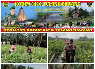Tingkatkan Ketahanan Pangan, Babinsa Koramil 426-05 Penawar Aji Bantu Petani Panen Cabe Merah