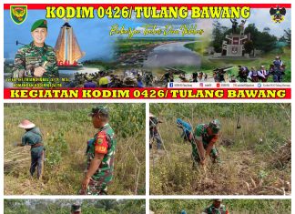 Mendukung Kegiatan Ketahanan Pangan Koptu Dedi Arianto Melaksanakan pendampingan Panen Singkong
