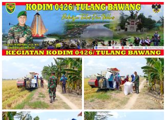 Wujudkan Ketahanan pangan Babinsa Koramil 426-05 Penawar Aji Bantu Warga Panen Padi