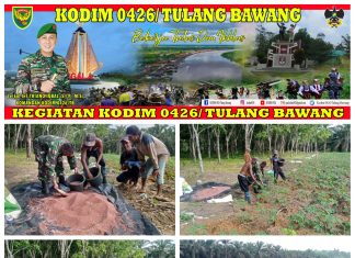 Dukung Program Ketahanan Pangan Babinsa Koramil 426-01 Simpang Pematang Dampingi Warga Dalam Merawat Singkong