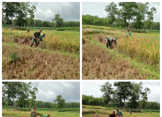 Wujudkan Ketahanan Pangan, Babinsa Koramil 426-01 Simpang Pematang Bantu Petani Panen Padi