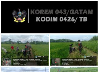 Tanaman Padi Roboh Akibat Hujan Deras dan Angin Kencang, Koramil 426/03 Rawajitu Timur Bergerak Bantu Petani