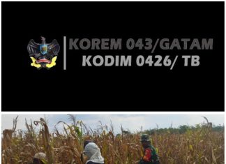 Sukseskan Program Ketahanan Pangan Babinsa Bantu Petani Panen Jagung
