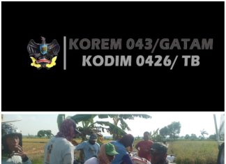 Bantu Petani Panen Padi, Bentuk Kepedulian Babinsa Koramil 426-03/Rawajitu, Sukseskan Ketahan Pangan