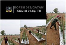 Babinsa Koramil 426-05/PA, Terjun Langsung Bantu Petani Cabe Dalam Pemupukan