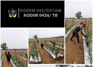 Babinsa Koramil 426-05/PA, Terjun Langsung Bantu Petani Cabe Dalam Pemupukan