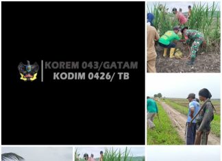 Babinsa Koramil 426-01/Simpang Pematang Bersama Dinas Pertanian Dan Petani Kerja Sama Gropyokan Hama Tikus