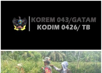 Babinsa Koramil 426-03 Rawajitu Terjun Langsung Bantu Warga Panen Cabe