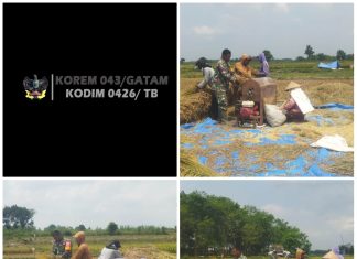 Babinsa 426-02 Menggala Terjun Langsung Bantu Panen Padi