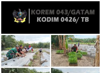 Babinsa 426-02 Menggala Terjun Langsung, Pendampingan Ketahanan Pangan Metode Tanam Cabe