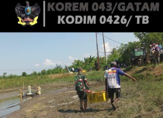 Babinsa 426-03 Rawajitu Dampingi Petani Panen Udang Ditambak