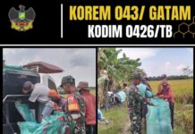 Babinsa Koramil 426-01/SP Serda Widi Handoko Bantu Panen Padi Warga di Mesuji Timur
