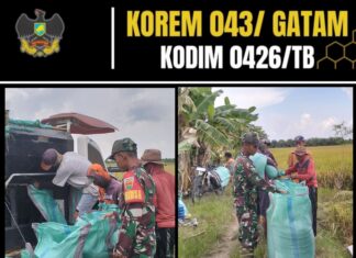 Babinsa Koramil 426-01/SP Serda Widi Handoko Bantu Panen Padi Warga di Mesuji Timur