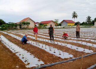 Sertu Siswanto Babinsa Koramil 426-05/PA Laksanakan Pendampingan Budidaya Tanaman Cabai