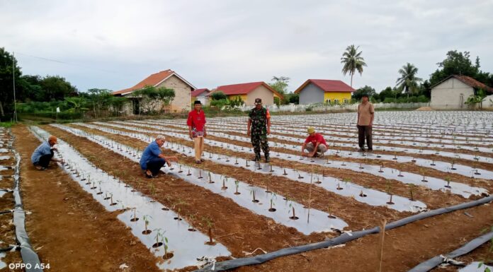 Sertu Siswanto Babinsa Koramil 426-05/PA Laksanakan Pendampingan Budidaya Tanaman Cabai